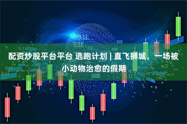 配资炒股平台平台 逃跑计划 | 直飞狮城，一场被小动物治愈的假期