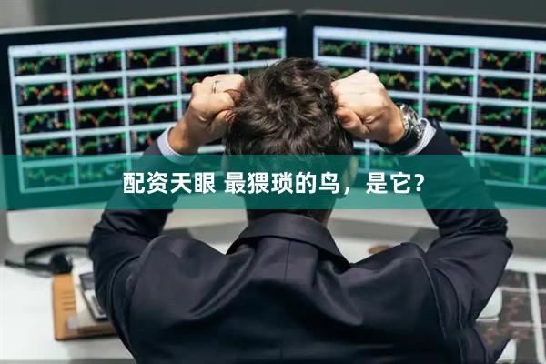 配资天眼 最猥琐的鸟，是它？